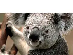 native fetch with node