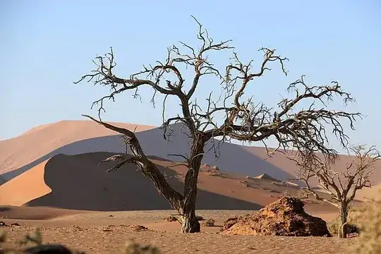 Kameldornbaum Sossusvlei