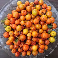 Ziziphus Fruit, Behbahan, Iran