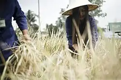 Farmers harvest rice at Nong Suea
