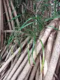Spiny aerial roots and leaflets