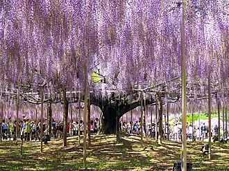 A great wisteria tree (藤, fuji) blossoms at Ashikaga Flower Park&nbsp;[ja] in Ashikaga, Tochigi, Japan. The largest wisteria in Japan, it is dated to 1870 and covered approximately 1,990 square metres (21,400&nbsp;sq&nbsp;ft) as of May 2008[update].
