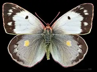 Colias croceus f. helice