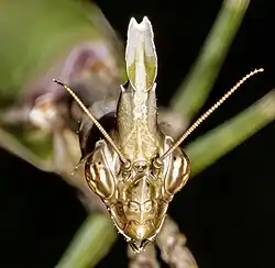 Adult - Female Head