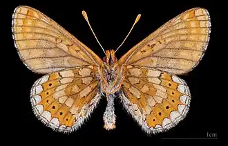 E. a. debilis ♂ △