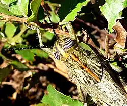 Adult detail of pronotum