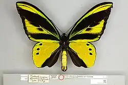 Ornithoptera chimaera flavidior, Holotype male dorsal view