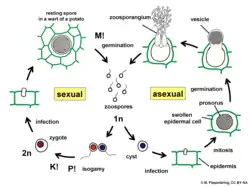 Diagram of the asexual and sexual parts of the Synchytrium endobioticum life cycle.