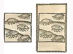 Meloe proscarabaeus. Left: Hortus Sanitatis, Straßburg 1497 (II, 134). Right: Kleines Destillierbuch (Blatt 80v)