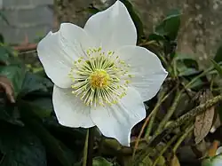 A hellebore flower showing the petaloid sepals