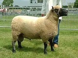 2006 UK Clun Ram of the Year