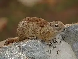 Brown squirrel