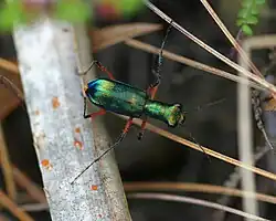 A specimen in Gunung Belumut Recreational Forest, Malaysia