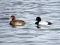 Greater scaup (Aythya marila)