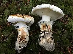 Bulbous white mushrooms on the forest floor
