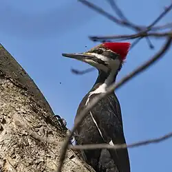 Female, Glastonbury, CT USA