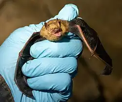 The image depicts a small bat in a scientist's hand