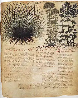 Naples Dioscurides, 7th-century manuscript illustrating plants and their medicinal use.