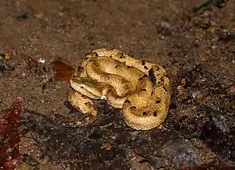 Lateral view