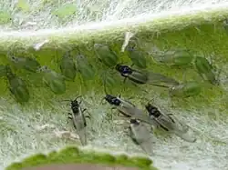 Apple Grass Aphids with winged males.