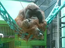 There are no longer any orangutans at Artis