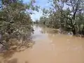 Bokhara River in flood, from the Goodooga Brenda Road bridge, west of the town (2021).