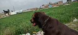 A Labrador dog in a grassy field, with Hund village in the background.