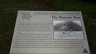 A plaque giving details of the tree