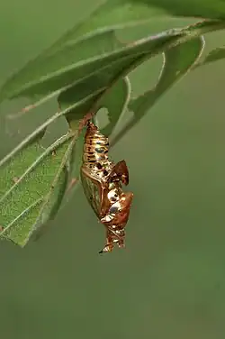 Pupa