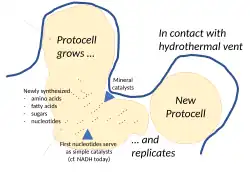 Protocells in a hydrothermal vent can grow by adding fatty acids to their membrane, other organics to their cytoplasm.[41]