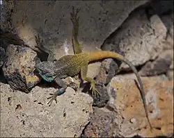 Proposed race A. a. kiwuensis (Klausewitz, 1957) at Lake Kivu