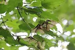 Fruit; Primor'ye, Russia