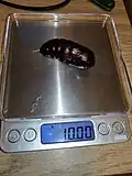 Weight of a large female pupa