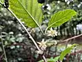 Flowers of Actinidia callosa var. discolor