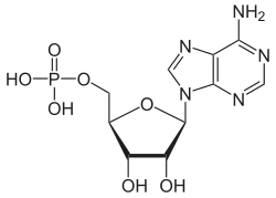 adenosine monophosphate (AMP)