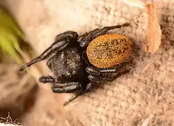 Adult male dorsal view