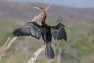 adult male drying wings Lake Baringo, Kenya