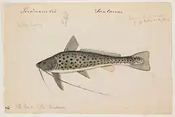 Drawing of Aguarunichthys torosus