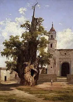 Ahuehuete of La Noche Triste