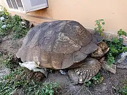 King 350 years Alagba Soun Ogbomoso, đ˘