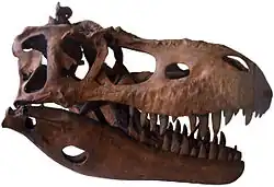 Skull replica of Albertosaurus, on display in the Geological Museum in Copenhagen
