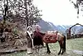 Alice Kandell with villager and horse, Sikkim