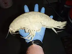 A giant amphipod bigger than a hand
