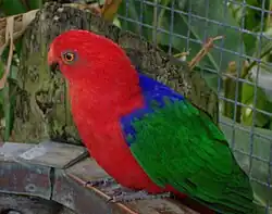 Red parrot with green wings and blue back