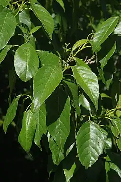 Leaves