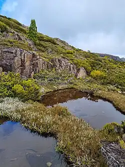 Image showing two small bodies of water (tarns) surrounded by short, low-lying alpine vegetation on a mountain (Mt Field, Tasmania). The vegetation includes heathland and Astelia alpina.