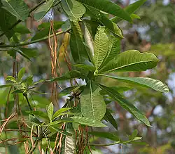 Leaves in Hyderabad, India.