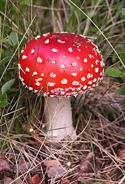 Amanita muscaria, a psychotropic mushroom commonly known as "fly agaric"