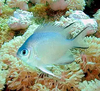 Most coral reef fish have spines in their fins like this damselfish.