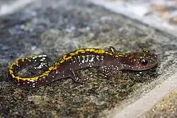 Adult of the long-toed salamander